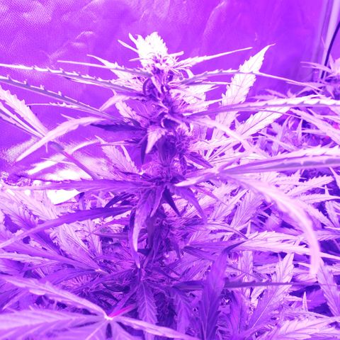 Auto Bruce Banner growlog timeline photo
