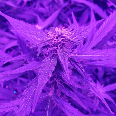 Auto Bruce Banner growlog timeline photo