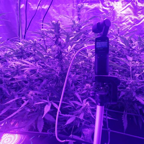 Auto Bruce Banner growlog timeline photo