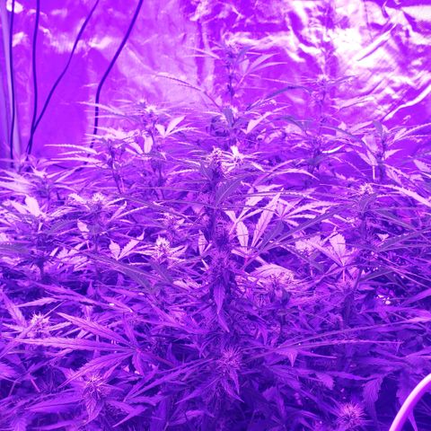 Auto Bruce Banner growlog timeline photo