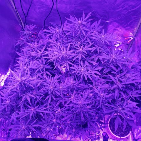 Auto Bruce Banner growlog timeline photo