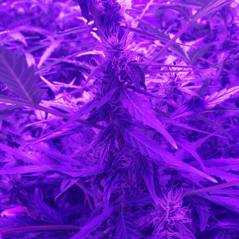 Auto Bruce Banner growlog timeline photo