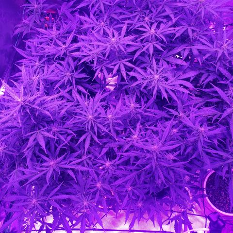 Auto Bruce Banner growlog timeline photo