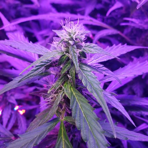 Auto Bruce Banner growlog timeline photo
