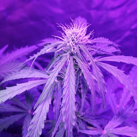 Auto Bruce Banner growlog timeline photo
