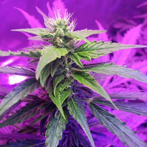 Auto Bruce Banner growlog timeline photo