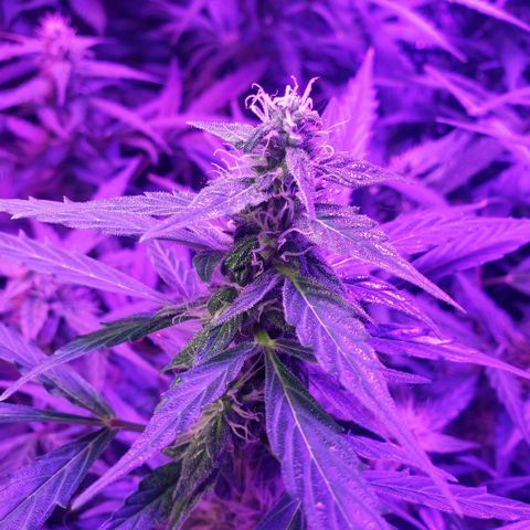 Auto Bruce Banner growlog timeline photo
