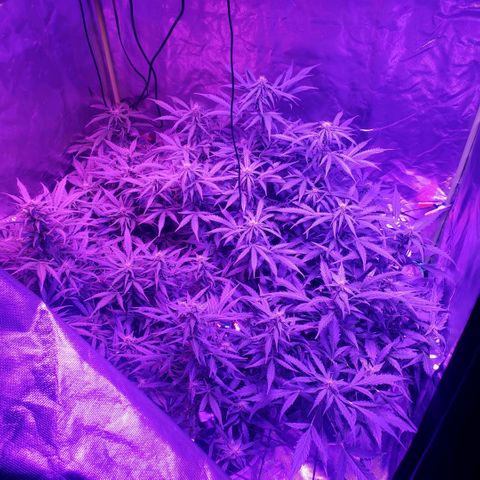 Auto Bruce Banner growlog timeline photo