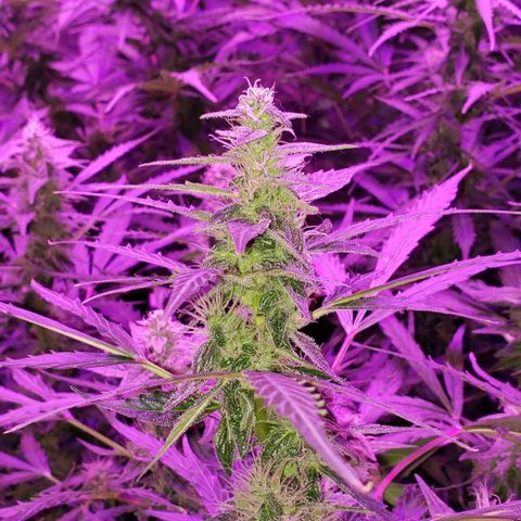 Auto Bruce Banner growlog timeline photo