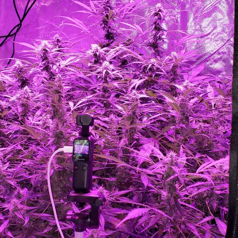 Auto Bruce Banner growlog timeline photo
