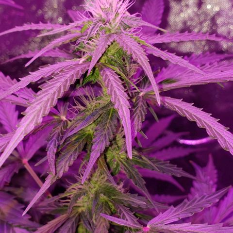Auto Bruce Banner growlog timeline photo