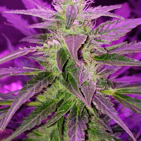 Auto Bruce Banner growlog timeline photo