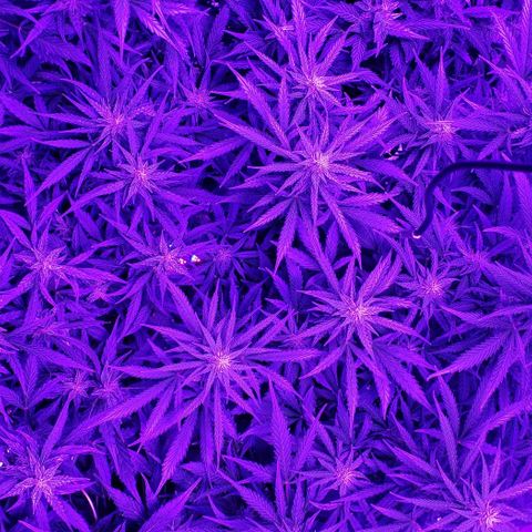 Auto Bruce Banner growlog timeline photo