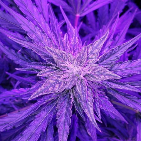 Auto Bruce Banner growlog timeline photo