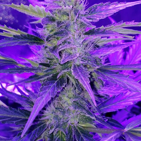 Auto Bruce Banner growlog timeline photo