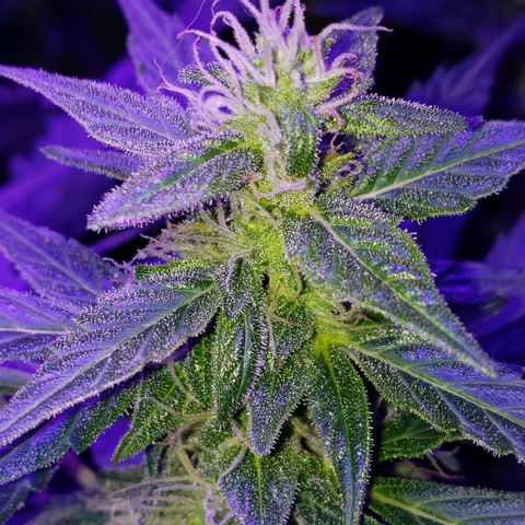 Auto Bruce Banner growlog timeline photo