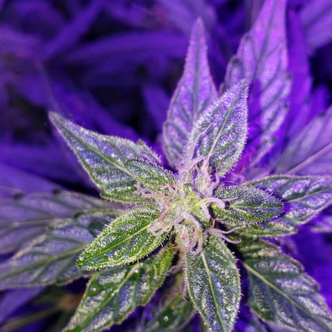 Auto Bruce Banner growlog timeline photo