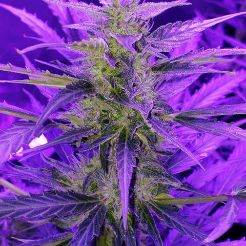 Auto Bruce Banner growlog timeline photo