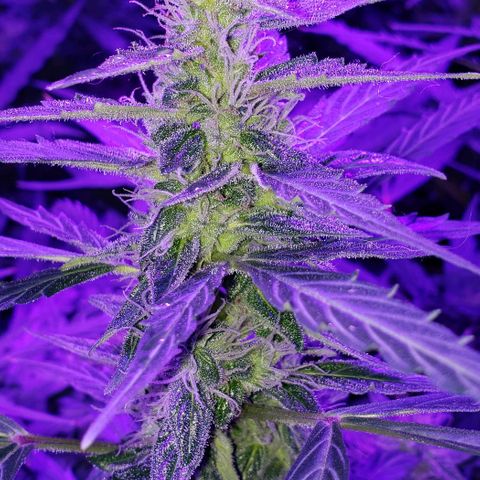 Auto Bruce Banner growlog timeline photo