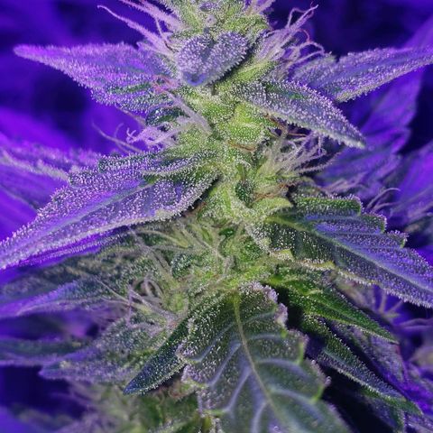 Auto Bruce Banner growlog timeline photo