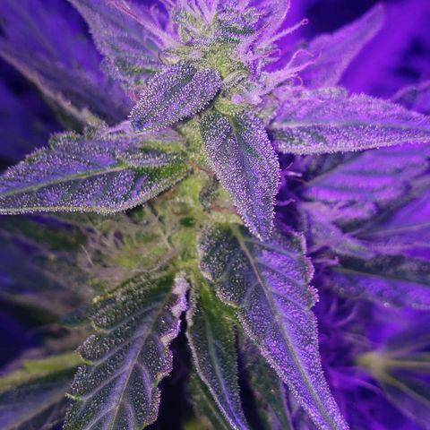 Auto Bruce Banner growlog timeline photo