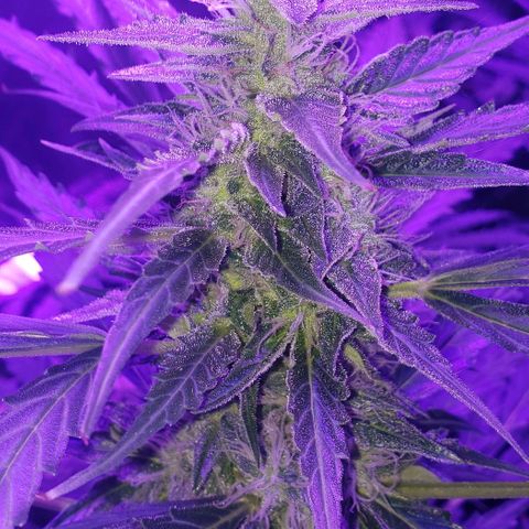Auto Bruce Banner growlog timeline photo