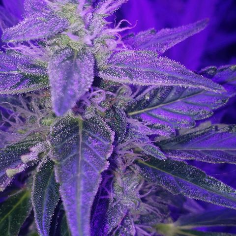 Auto Bruce Banner growlog timeline photo