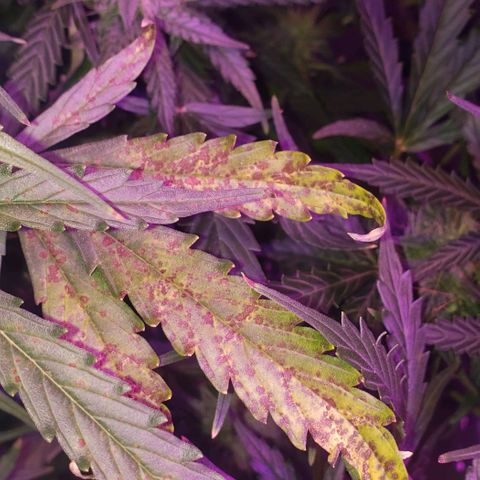 Auto Bruce Banner growlog timeline photo