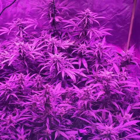 Auto Bruce Banner growlog timeline photo