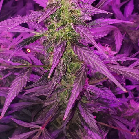 Auto Bruce Banner growlog timeline photo
