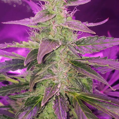 Auto Bruce Banner growlog timeline photo