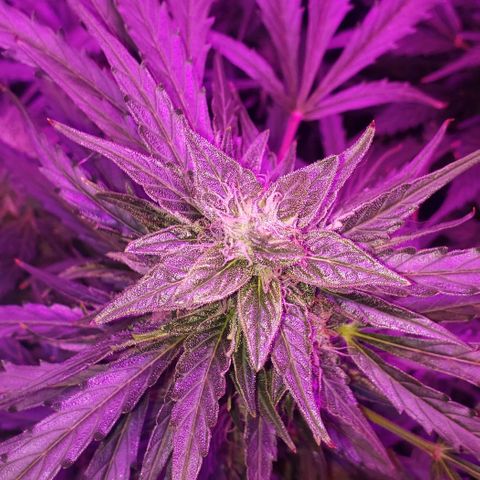 Auto Bruce Banner growlog timeline photo