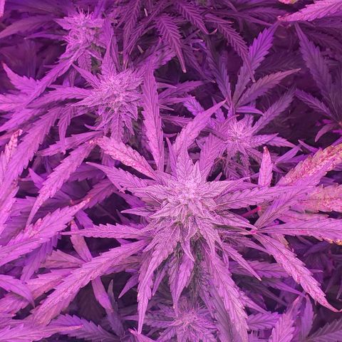 Auto Bruce Banner growlog timeline photo