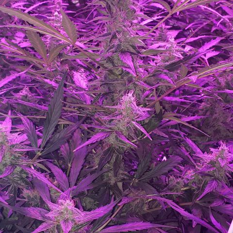 Auto Bruce Banner growlog timeline photo