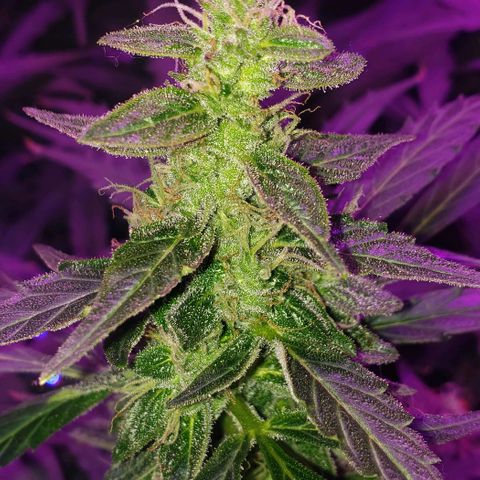 Auto Bruce Banner growlog timeline photo