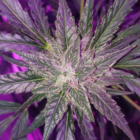 Auto Bruce Banner growlog timeline photo