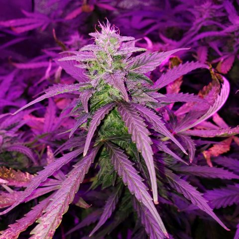 Auto Bruce Banner growlog timeline photo