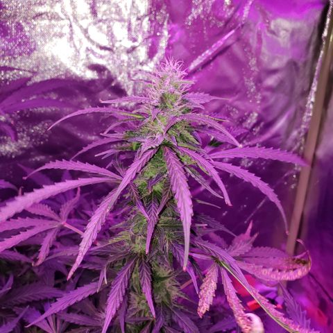 Auto Bruce Banner growlog timeline photo