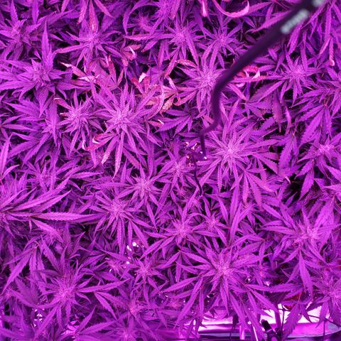 Auto Bruce Banner growlog timeline photo