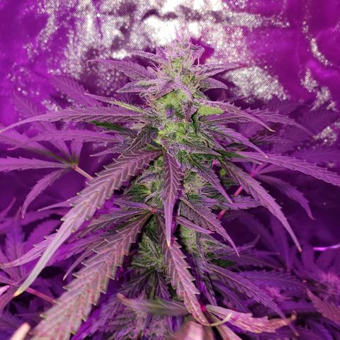 Auto Bruce Banner growlog timeline photo
