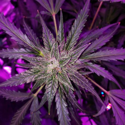 Auto Bruce Banner growlog timeline photo