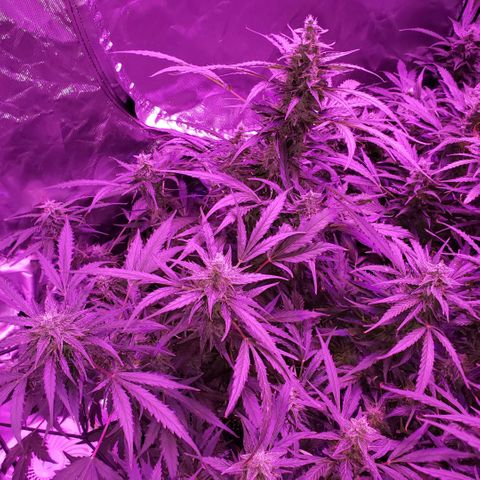 Auto Bruce Banner growlog timeline photo