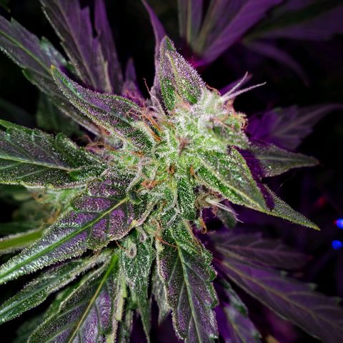 Auto Bruce Banner growlog timeline photo