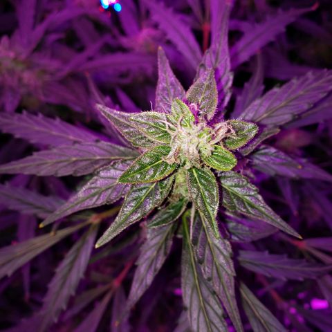 Auto Bruce Banner growlog timeline photo