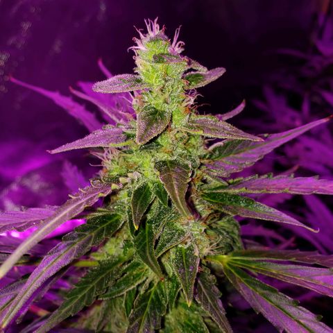 Auto Bruce Banner growlog timeline photo