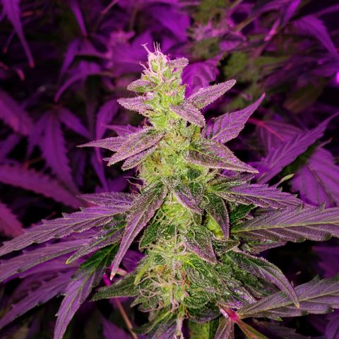 Auto Bruce Banner growlog timeline photo