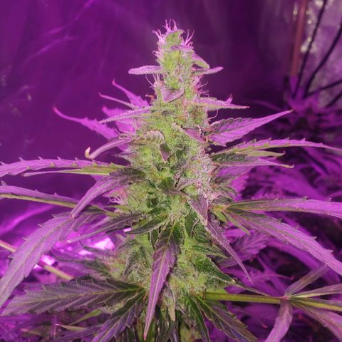 Auto Bruce Banner growlog timeline photo