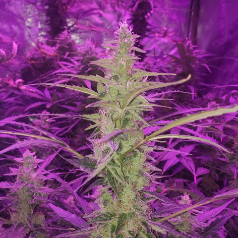 Auto Bruce Banner growlog timeline photo