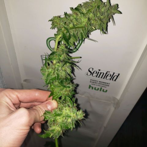 Auto Bruce Banner growlog timeline photo