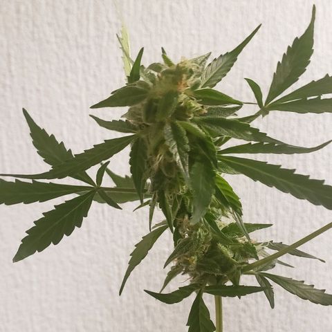 Auto Bruce Banner growlog timeline photo